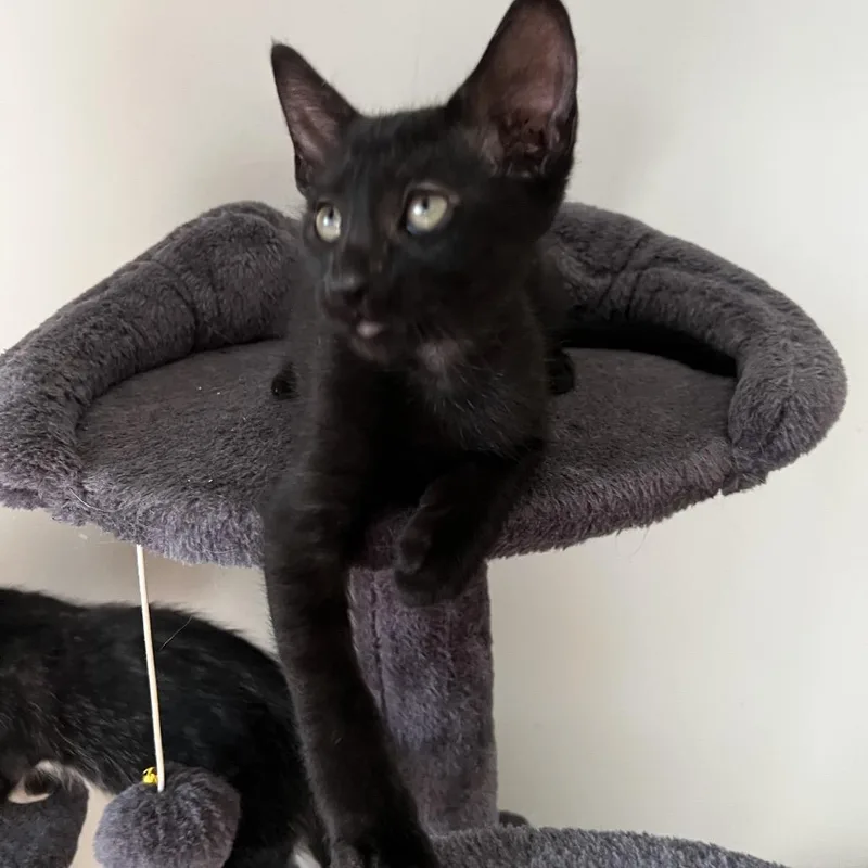 A baby small-sized male Black Domestic Short Hair cat named Lucid for adoption in Lauderhill, FL