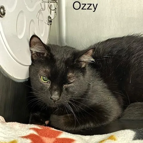 An adult small-sized male Domestic Medium Hair cat named Ozzy for adoption in Knoxville, TN