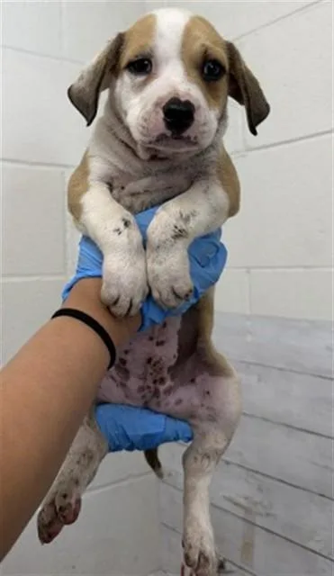 A baby small-sized male Pit Bull Terrier dog named Junio for adoption in San Bernardino, CA