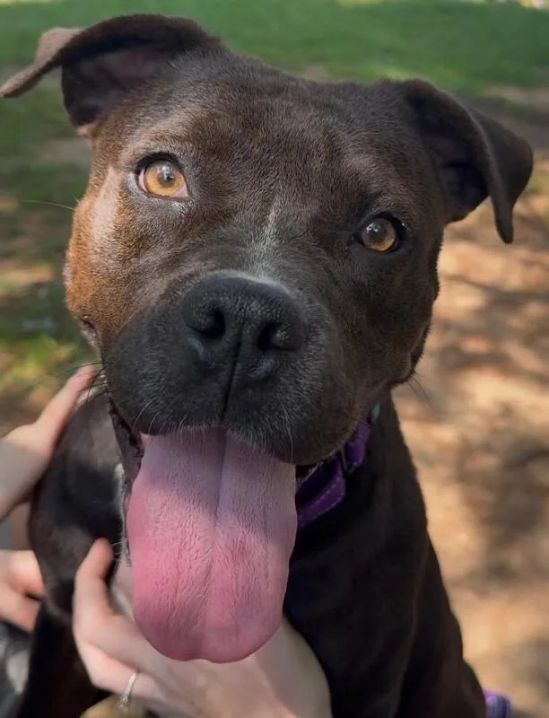 An adult medium-sized female Black Mixed Breed dog named Opie for adoption in Osseo, MI