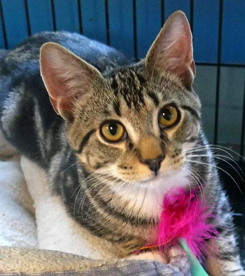 A baby small-sized male Domestic Short Hair cat named Mr. Mitz for adoption in Bloomingdale, NJ