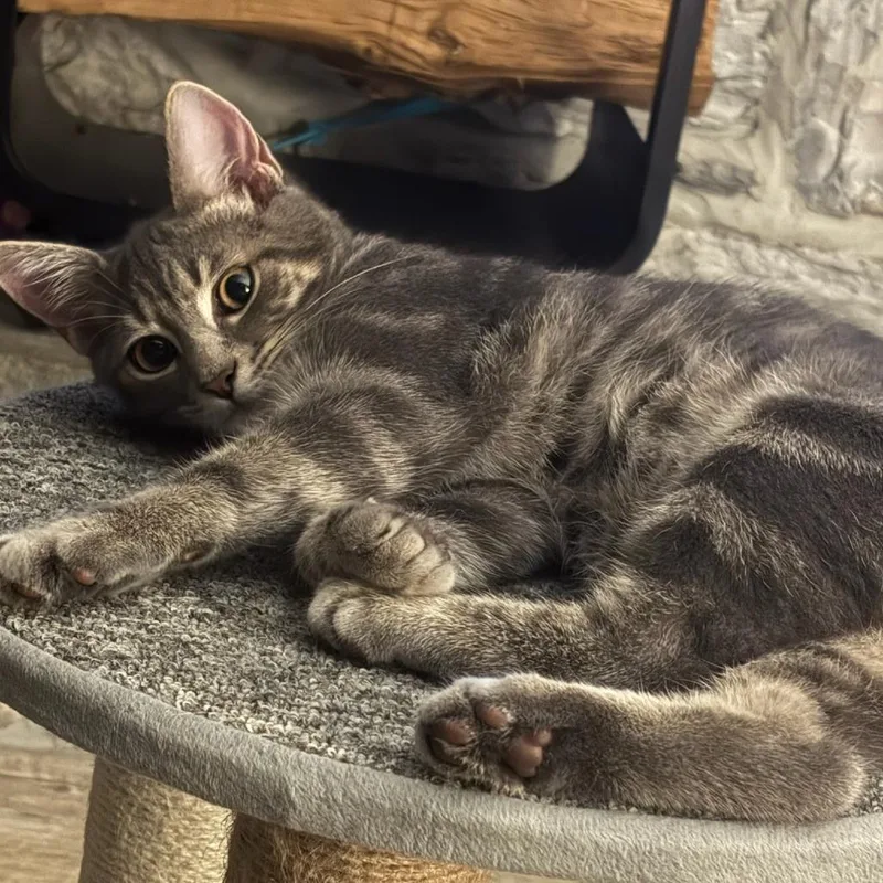 A baby small-sized male Gray / Blue / Silver Domestic Short Hair cat named Caledonia for adoption in Waynesboro, PA