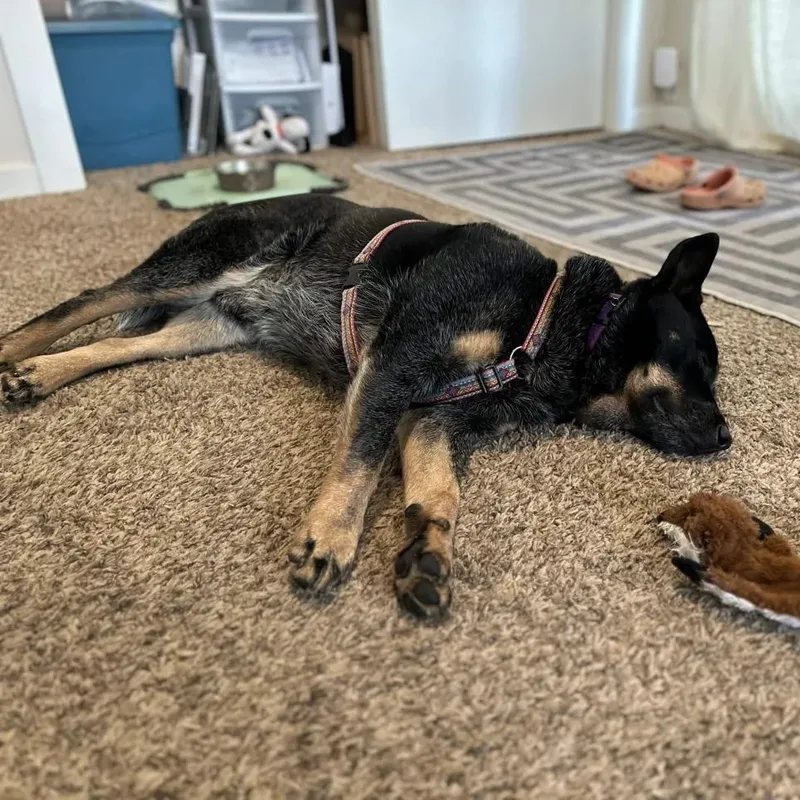 An adult medium-sized male Black Australian Cattle Dog / Blue Heeler dog named Jax for adoption in Mount Vernon, WA