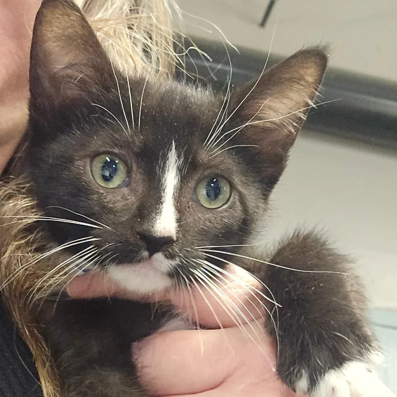 A baby small-sized male Black Domestic Short Hair cat named Orris for adoption in Spokane, WA