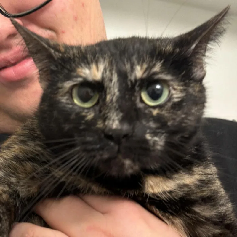 An adult small-sized female Black Domestic Short Hair cat named Sara for adoption in Roanoke, VA