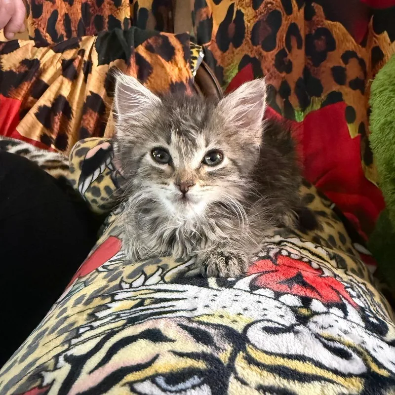 A baby small-sized female Brown / Chocolate Domestic Short Hair cat named Bee for adoption in San Antonio, TX