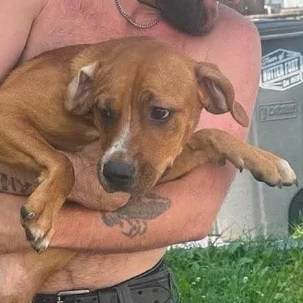 A young medium-sized male Brown / Chocolate Pit Bull Terrier dog named Car for adoption in Shinnston, WV
