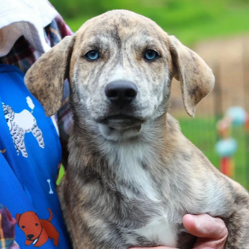 A baby medium-sized male Brindle Mountain Cur dog named Ct Tiger Dude for adoption in Stormville, NY