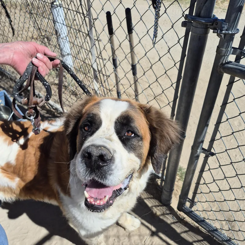 A young extra large-sized female Golden Saint Bernard dog named Fiona for adoption in Sparks, NV