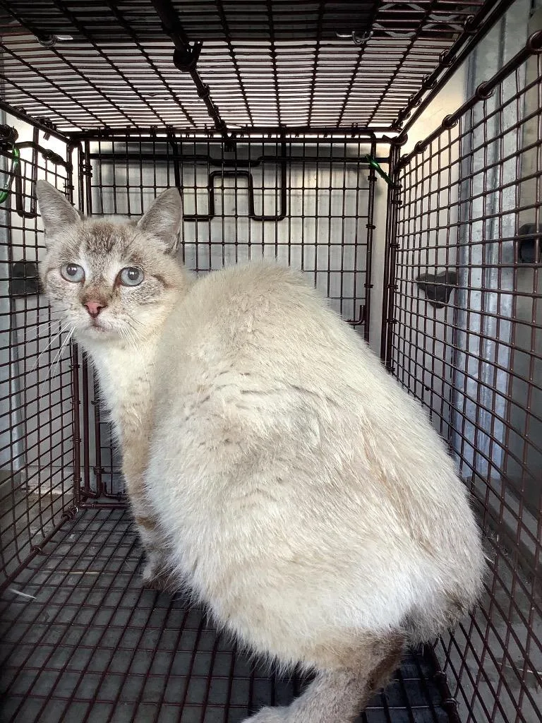 A young small-sized female Domestic Short Hair cat named Hoffman for adoption in New Braunfels, TX