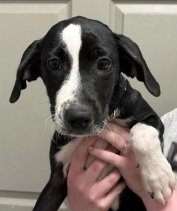 A baby medium-sized female Hound dog named Whimsy for adoption in Littleton, CO
