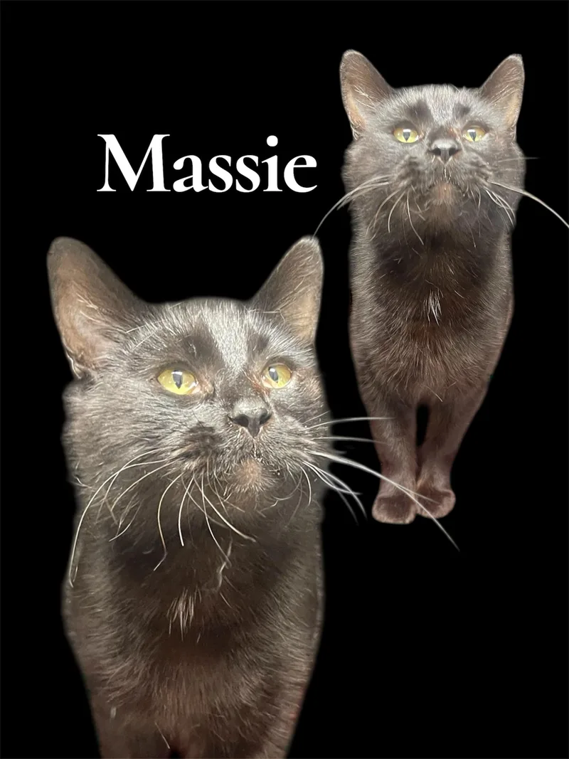 Massie