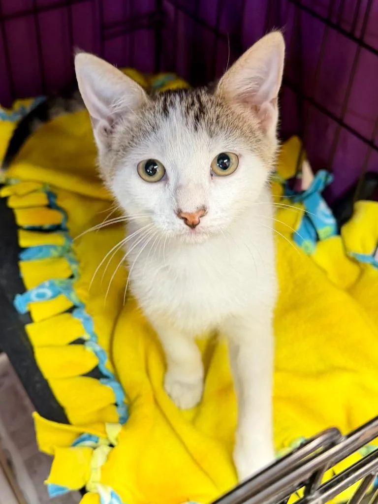 A baby medium-sized male Domestic Short Hair cat named Ranch for adoption in Cincinnati, OH