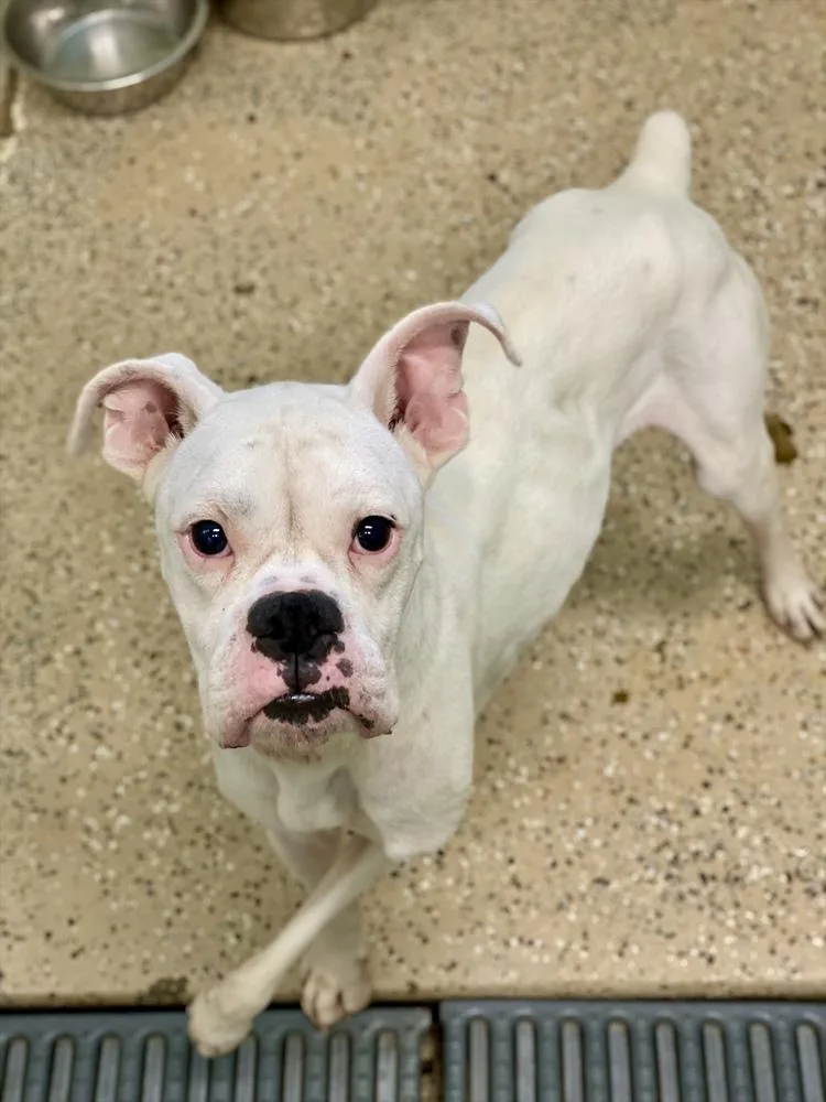 An adult medium-sized male White / Cream Boxer dog named Wobbles for adoption in Hewitt, TX