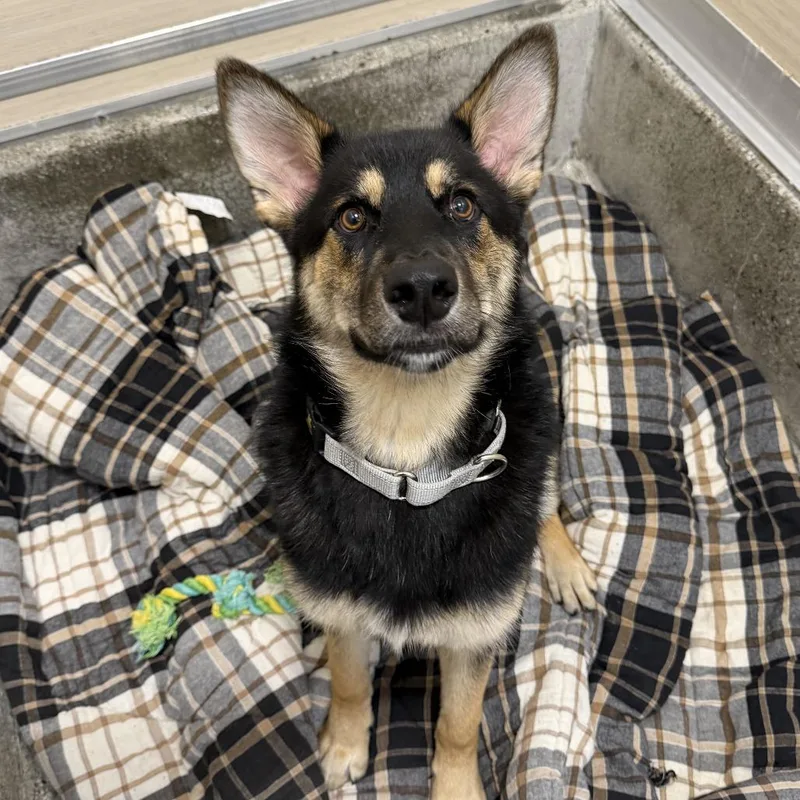 A young medium-sized male German Shepherd Dog dog named Antonio for adoption in Los Angeles, CA