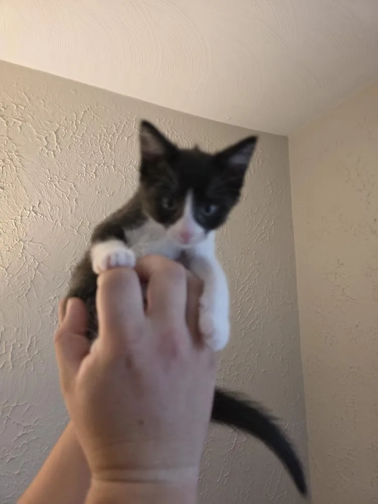 A baby small-sized female Black & White / Tuxedo Domestic Short Hair cat named MelodyQ for adoption in Metamora, IL