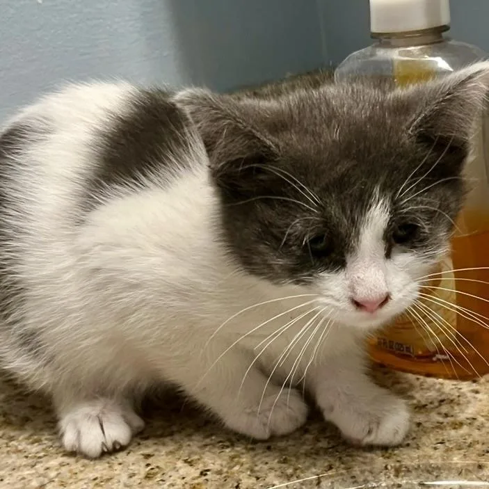 A baby small-sized female Gray & White Domestic Medium Hair cat named Flea for adoption in Chicago, IL
