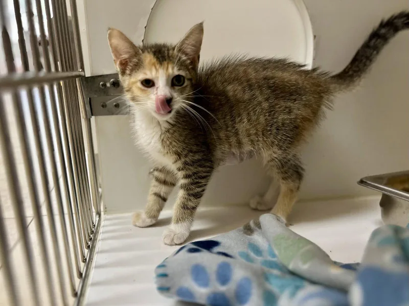 A young medium-sized female Orange / Red Domestic Short Hair cat named Nicky for adoption in Hilton Head Island, SC