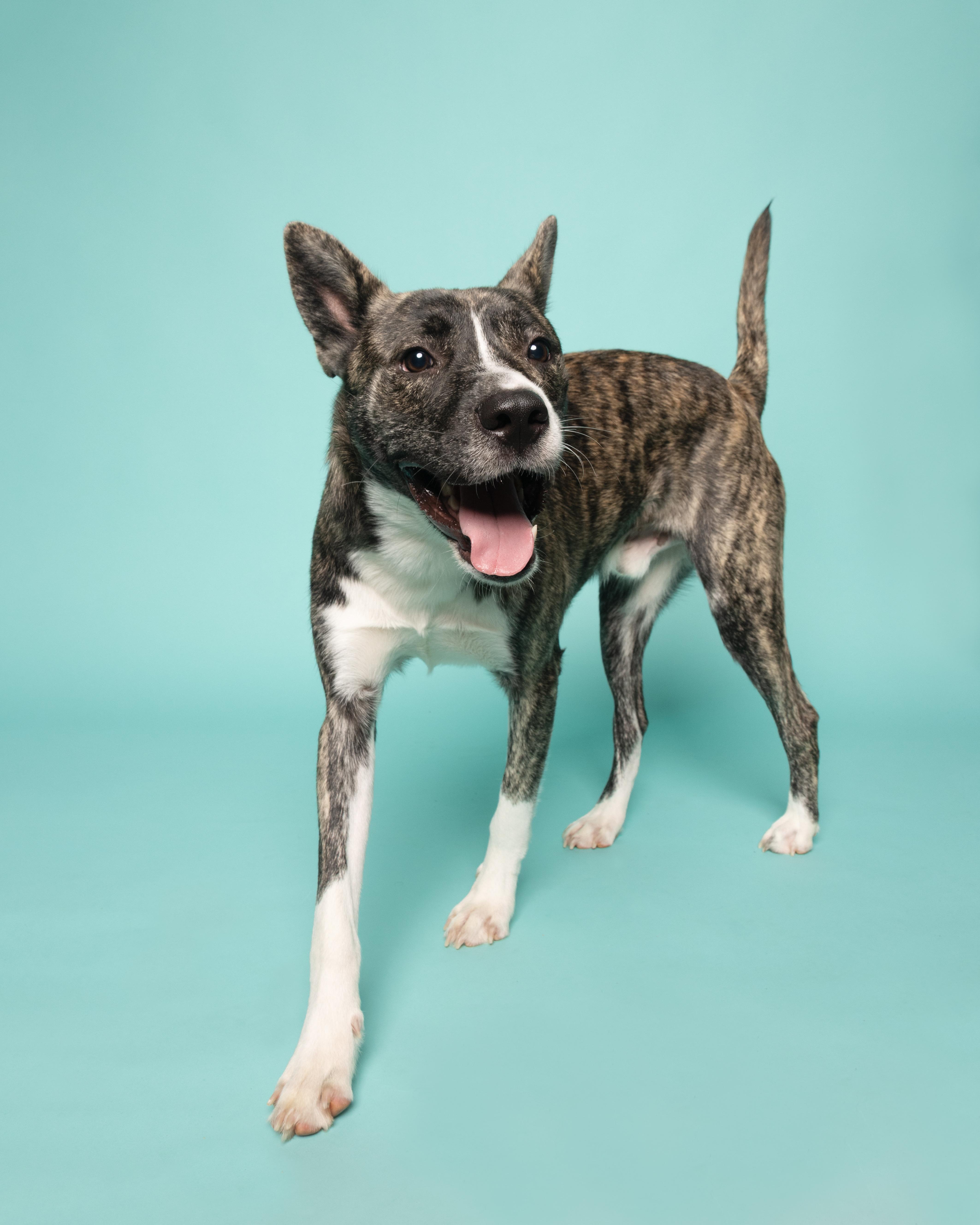 A baby medium-sized male Brindle Boxer dog named Norman for adoption in Atlanta, GA