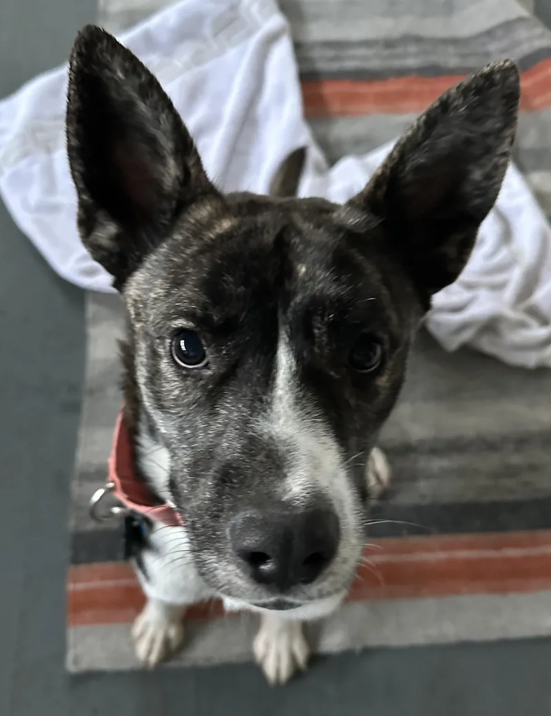 Norman thumbnail 3