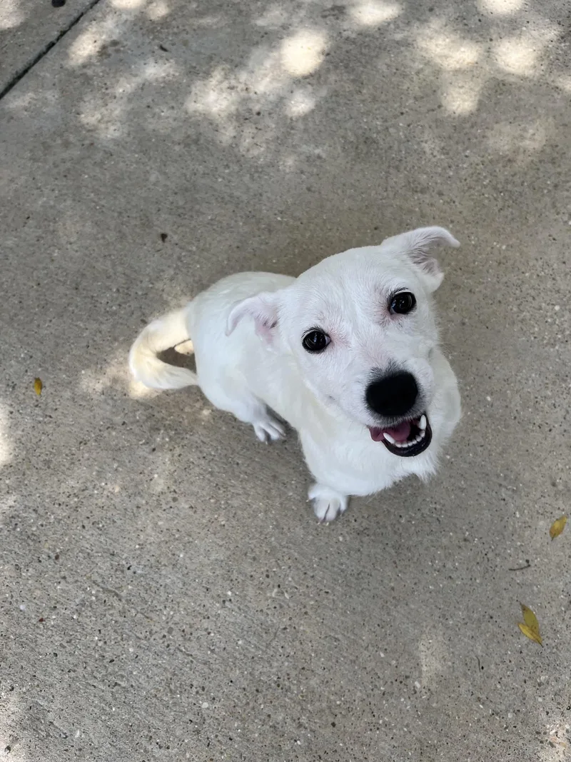 A baby small-sized female White / Cream Terrier dog named Baylee for adoption in Baton Rouge, LA