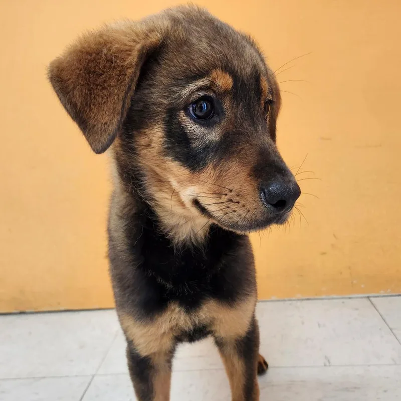 A baby medium-sized female Labrador Retriever dog named Florence Welch for adoption in Joshua Tree, CA
