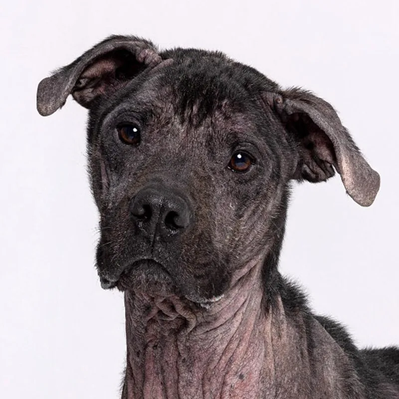 An adult medium-sized male Brindle Mixed Breed dog named Henry for adoption in Leander, TX