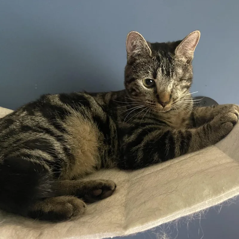 A young small-sized female Gray / Blue / Silver Domestic Short Hair cat named Stormreach for adoption in Fredericksburg, VA