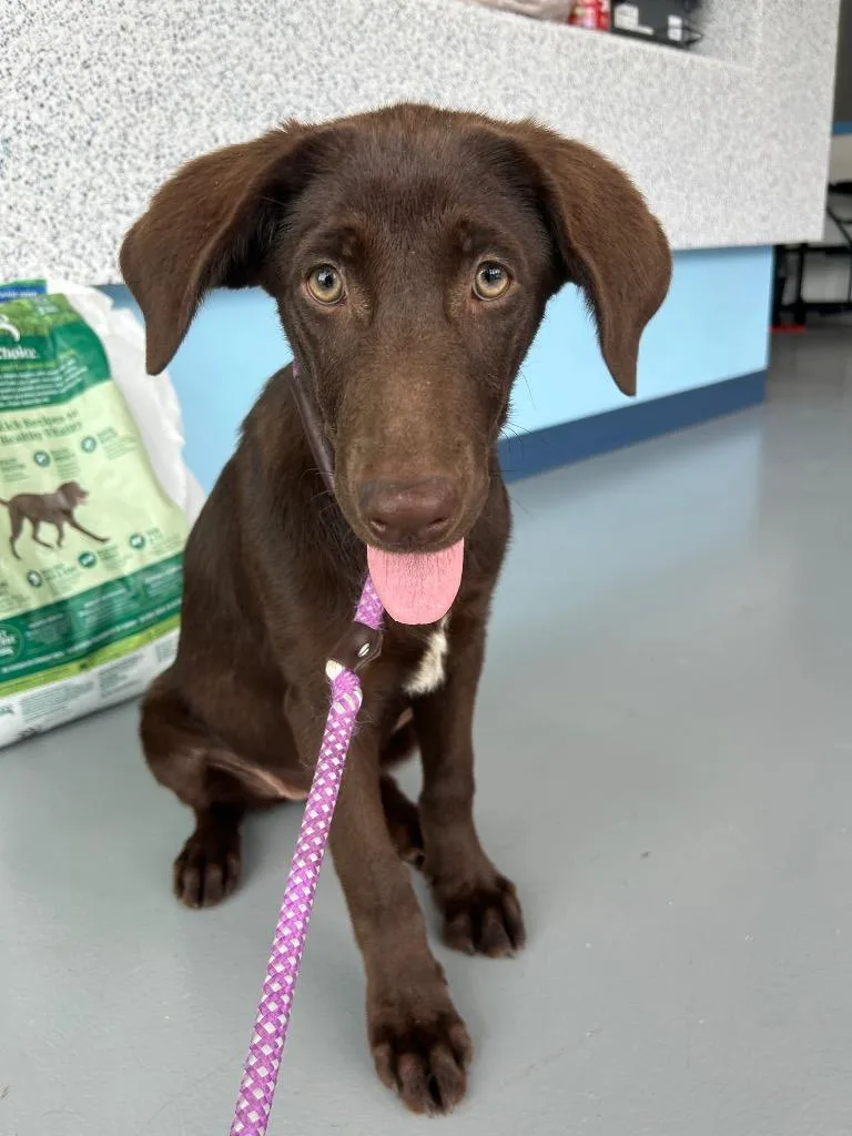 A baby medium-sized female Chesapeake Bay Retriever dog named Bobbi Jo for adoption in Hartsville, SC
