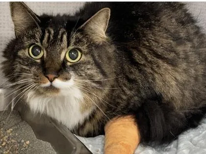 An adult medium-sized female Domestic Long Hair cat named Kota for adoption in East Brookfield, MA