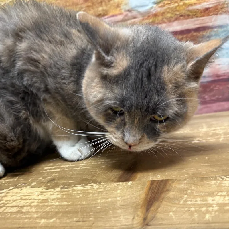 An adult large-sized female Tortoiseshell Domestic Short Hair cat named Utica for adoption in Normal, IL