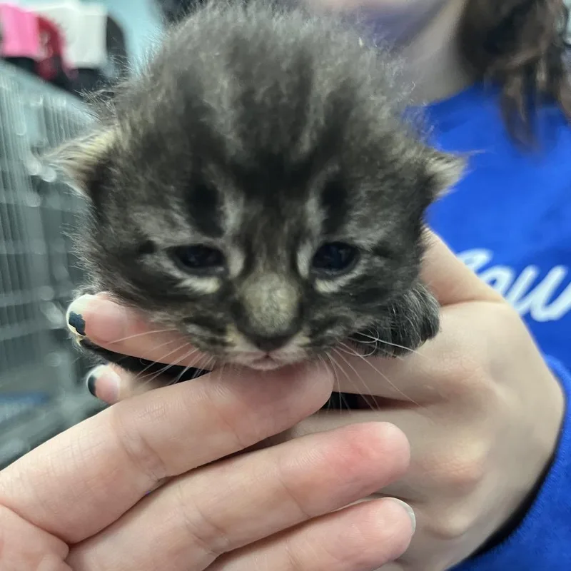 A baby small-sized male Gray / Blue / Silver Domestic Short Hair cat named Chip for adoption in Greensboro, NC