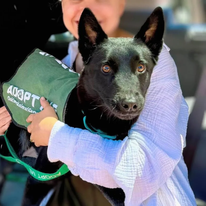 A young medium-sized female Belgian Shepherd / Malinois dog named Yuba for adoption in Oakland, CA