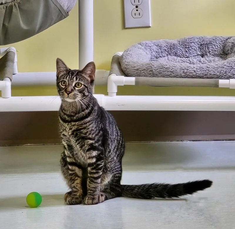 A baby small-sized male Domestic Short Hair cat named Hardy for adoption in Blountville, TN