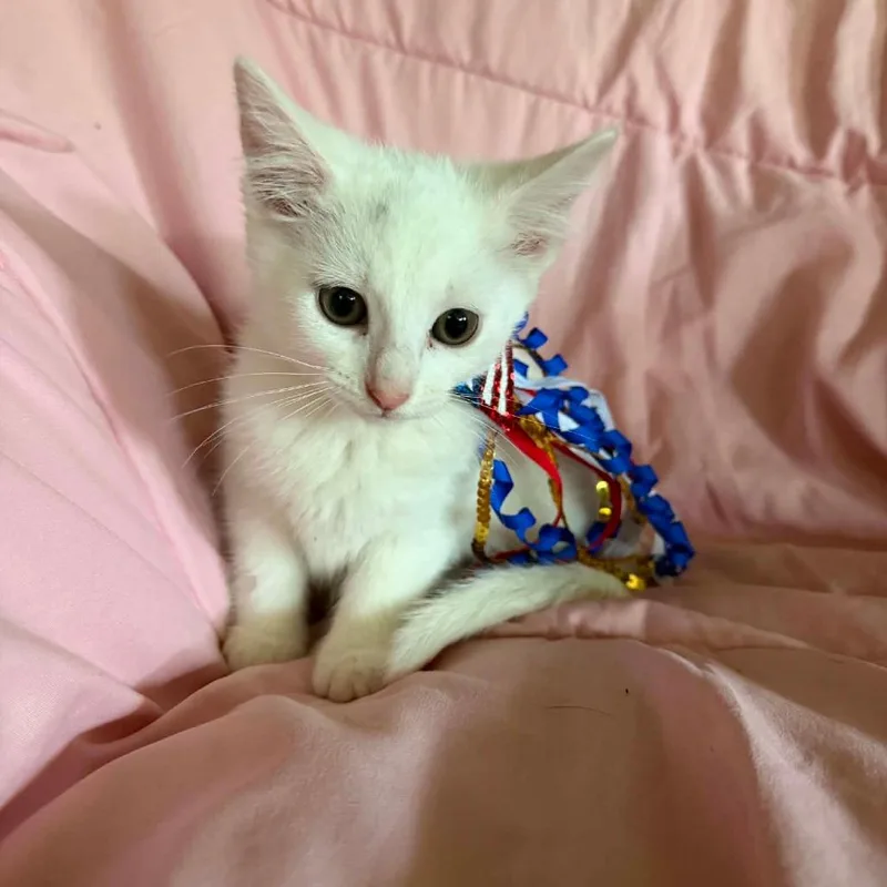 A baby small-sized female White Domestic Short Hair cat named Snowflake for adoption in New Albany, OH