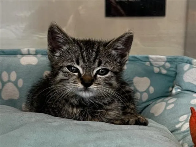 A baby small-sized female Domestic Short Hair cat named Galantina for adoption in Tracy, CA