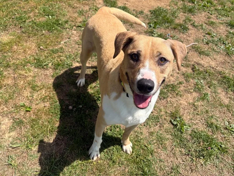 An adult large-sized female Mixed Breed dog named Goldie for adoption in Gallatin, TN