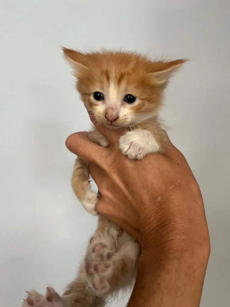 A baby small-sized female Domestic Short Hair cat named Xia for adoption in Lavonia, GA