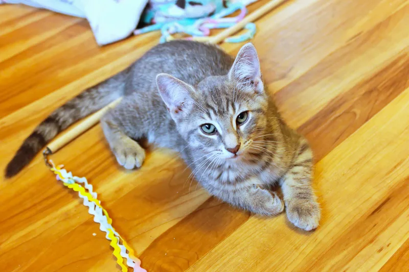 A baby medium-sized male Tabby (Gray / Blue / Silver) Domestic Short Hair cat named Grayson for adoption in Urbana, OH