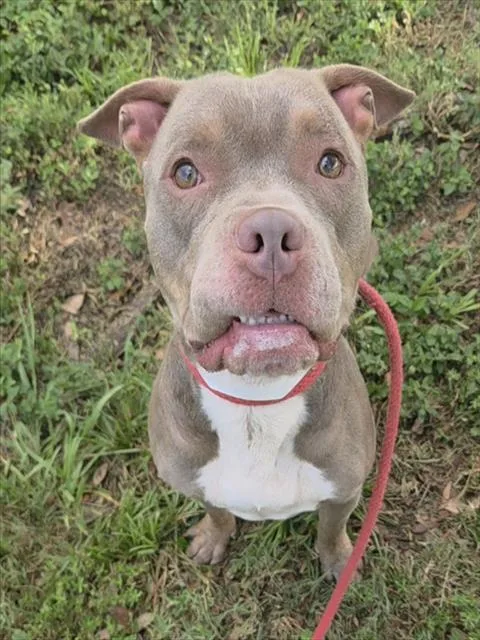 A young medium-sized male Pit Bull Terrier dog named Reed for adoption in Fort Lauderdale, FL