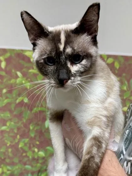 A young small-sized female Domestic Short Hair cat named Enola for adoption in San Antonio, TX