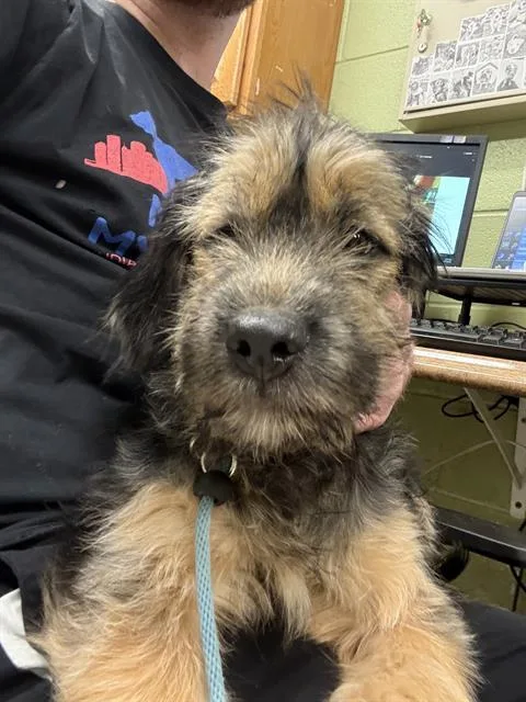 A young small-sized female Cane Corso dog named Remy for adoption in Indianapolis, IN