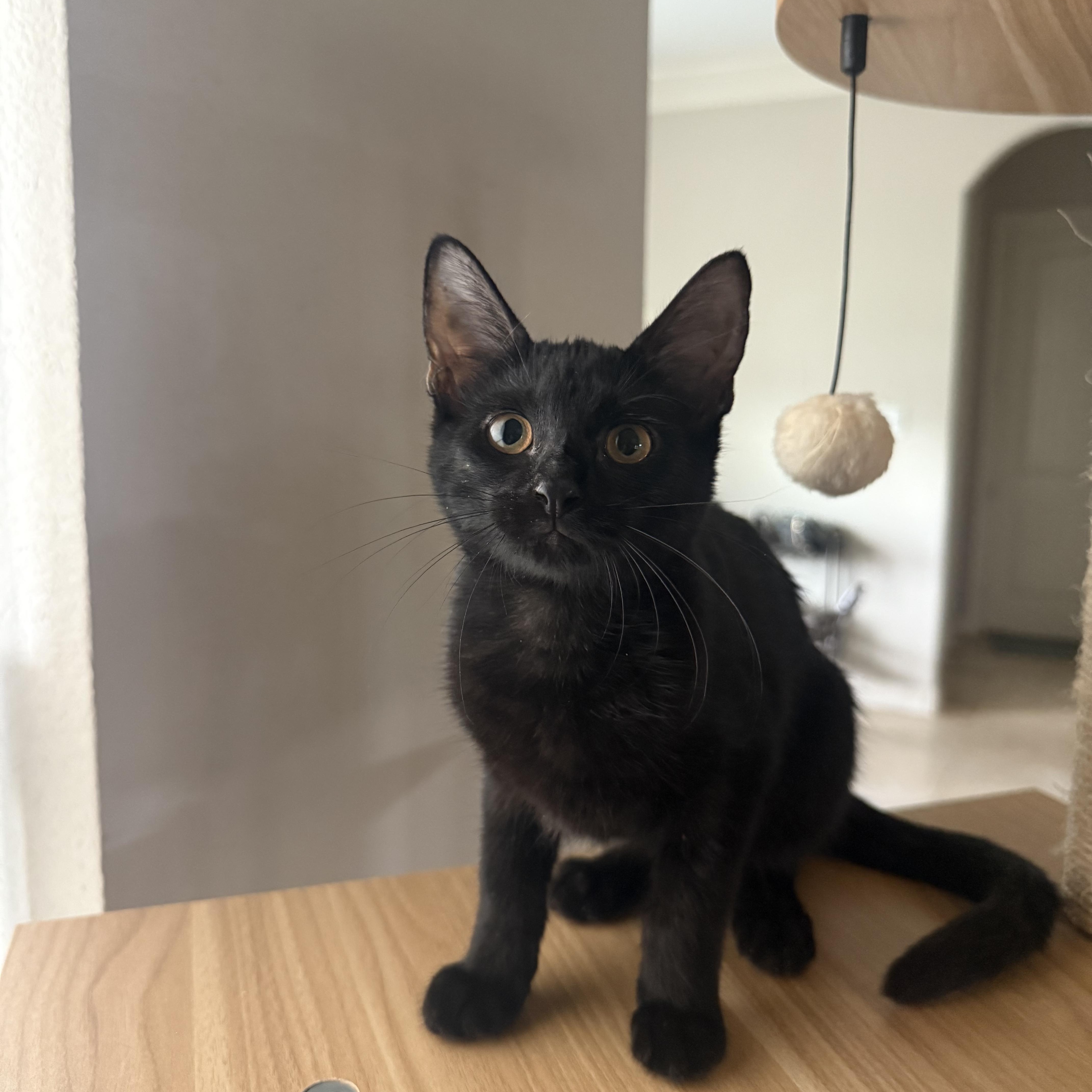 A baby medium-sized female Black Domestic Short Hair cat named Chona ORT for adoption in Missouri City, TX