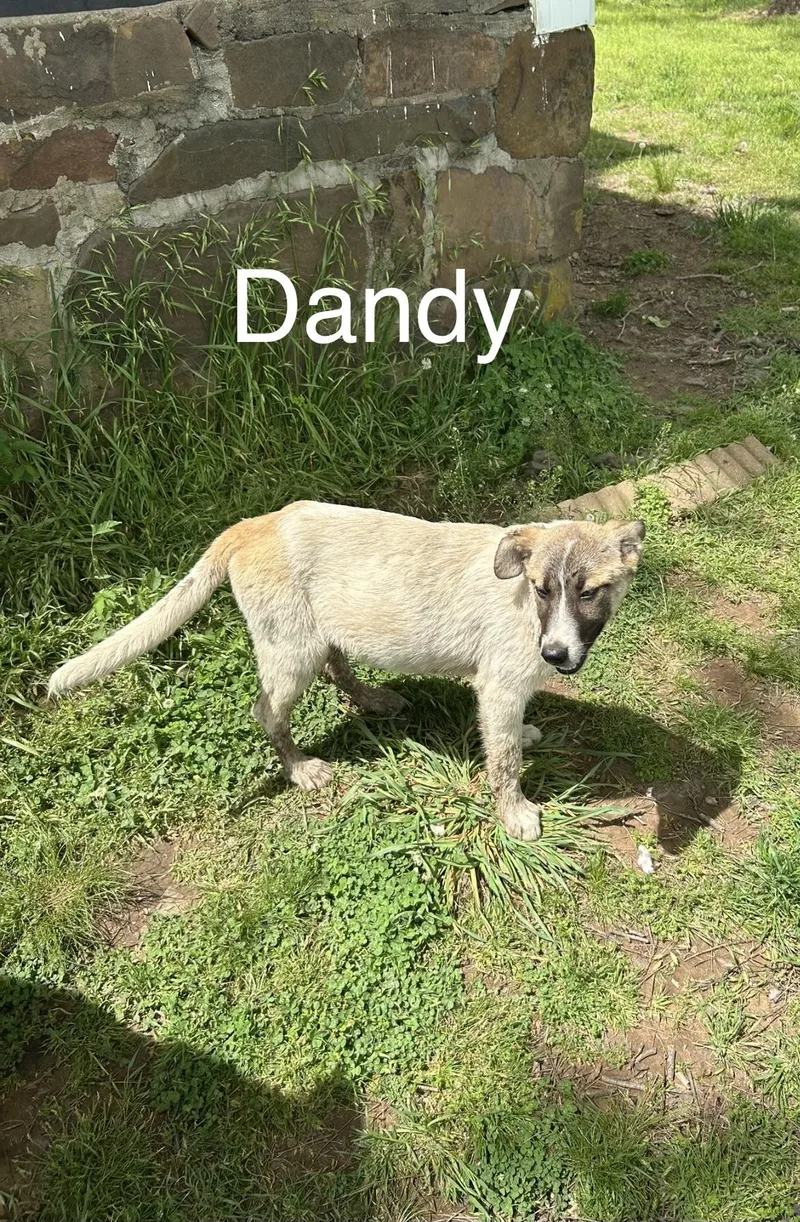 A baby medium-sized female Great Pyrenees dog named Dandy for adoption in Zimmerman, MN