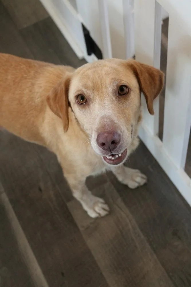 A young medium-sized female Mixed Breed dog named Whitworth for adoption in Spokane, WA