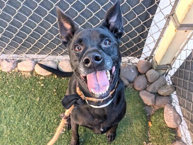 An adult large-sized male German Shepherd Dog dog named Jared for adoption in Phoenix, AZ