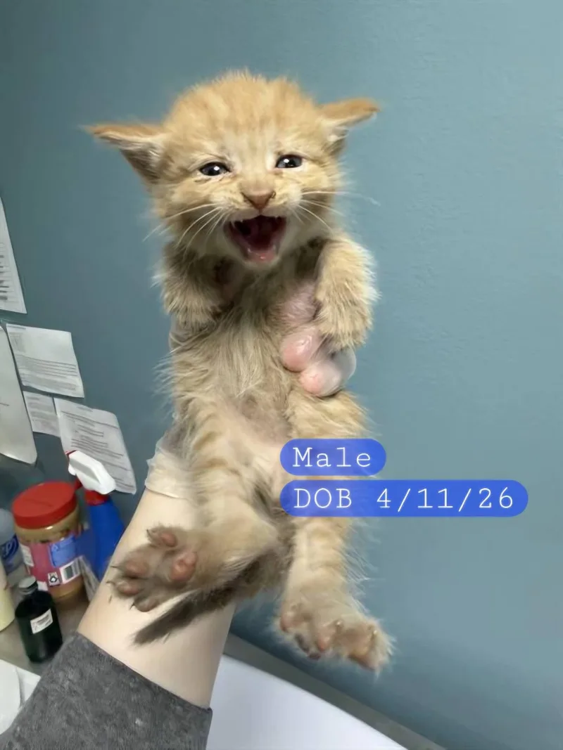 A baby medium-sized male Orange / Red Domestic Short Hair cat named Cheese for adoption in Holbrook, NY