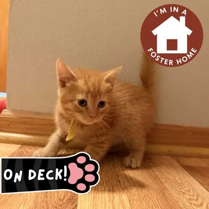 A baby small-sized male Domestic Short Hair cat named Dusty for adoption in Janesville, WI