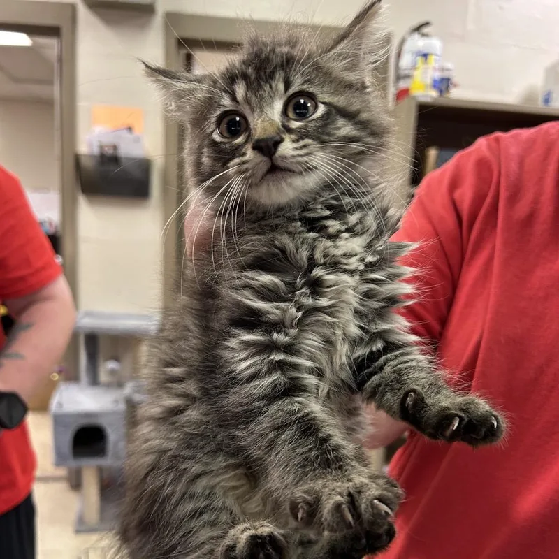 A baby small-sized female Brown / Chocolate American Bobtail cat named Petunia for adoption in Birmingham, AL
