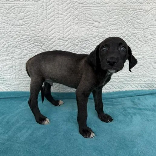 A baby small-sized male Terrier dog named Funhouse for adoption in Carencro, LA